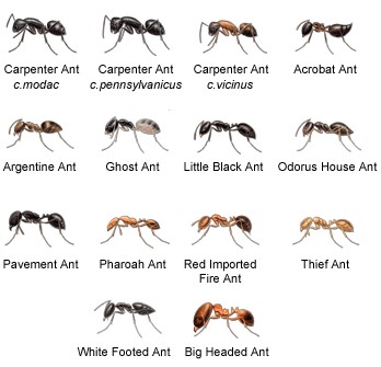 ants-types